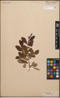Foto von Salix cinerea L.